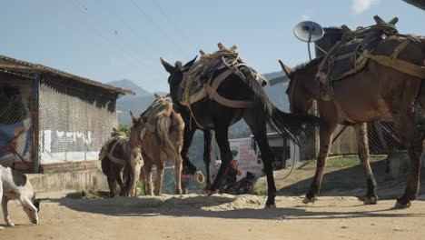 Livestock-group-of-donkeys-and-horses-for-transportation-tourists-walking-in-line-through-remote-traditional-coffee-plantage-village-in-the-bush-jungle-of-Colombia-Latin-America-mountains-slowmotion