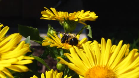 Bumblebee-Covered-in-Pollen-on-Leopard's-Bane-Daisy-in-Garden---Ontario-Canada