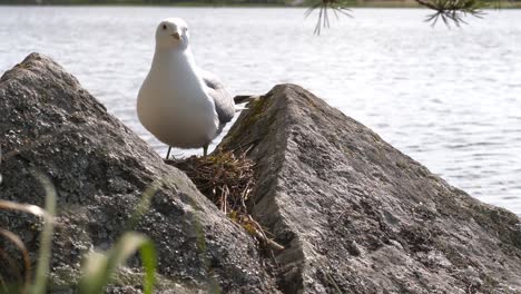 A-seagull-stands-above-it's-nest-between-rocks-by-body-of-water