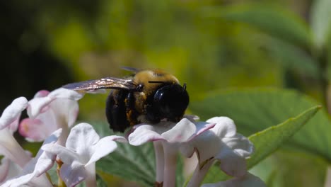 Tote-Pollenbedeckte-Hummel-Hautnah-Auf-Weißer-Duftender-Viburnumblume---Ontario-Kanada