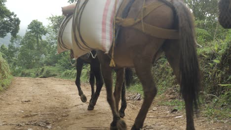 Livestock-group-of-donkeys-and-horses-for-transportation-heavy-bags-of-coffee-beans-walking-in-line-on-dirt-road-towards-traditional-plantage-village-of-Colombia-Latin-America-mountains-slowmotion