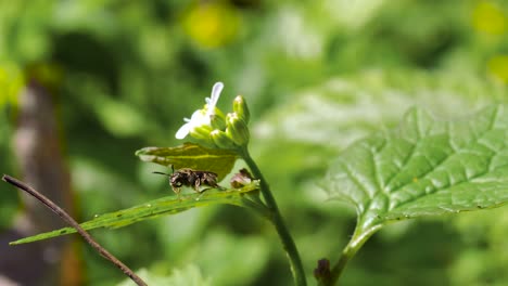 Biene-Wespe-Auf-Blattreinigung-Selbst---Ontario-Kanada