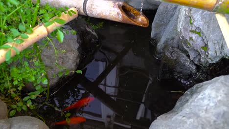 Orangefarbene-Koi-Fische-Schwimmen-In-Einem-Kleinen-Teich,-In-Dem-Wasser-Aus-Dem-Bambus-Fällt