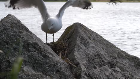 Gull-bird-flies-up-and-onto-it's-nest-of-eggs-and-sits-gently-onto-the-nest