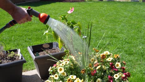 Hose-Watering-Petunia-Flowers-Outside---180fps-Slow-Motion