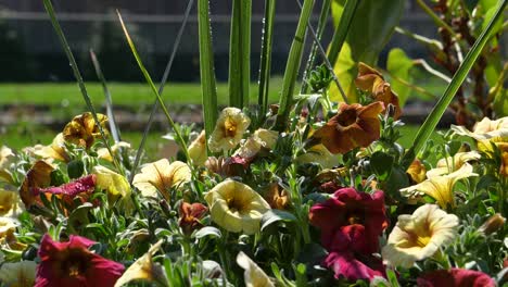Wassertropfen-Auf-Nassen-Petunienblumen-An-Einem-Sonnigen-Tag---Ontario,-Kanada