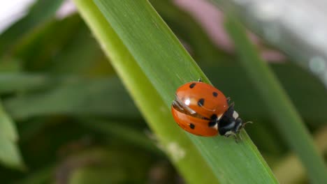 macro-close-up-of-ladybug-climbing-on-Blade-of-Grass,-4k