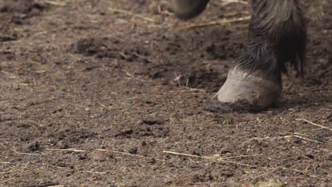 Horse-hooves-moving-across-dusty-ground-close-up