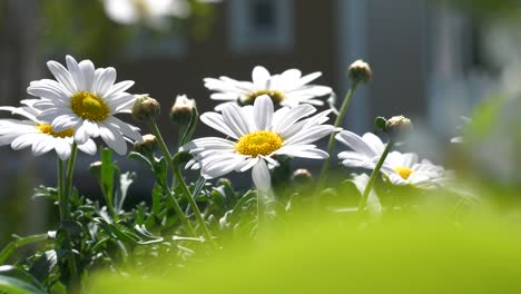 Summer-background,-Macro-Daisy-Flowers-in-botanic-garden