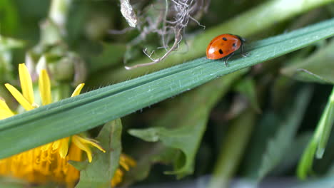 Close-up-of-ladybug-beetle-walking-on-stems-of-grass-outdoors