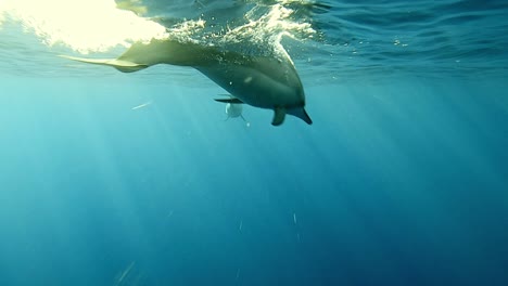 Delfines-Giradores-Nadando-Bajo-El-Mar-Azul-Profundo-En-Un-Día-Soleado---De-Cerca