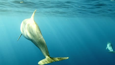 Spinner-Delfine,-Die-Ruhig-Unter-Den-Wellen-Auf-Dem-Blauen-Ozean-Schwimmen