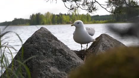 4k-seagull-flies-onto-nest-full-of-eggs-and-cautiously-looks-around