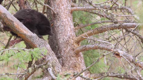 black-bear-cub-sleeping-in-tree-at-yellowstone-national-park-in-wyoming