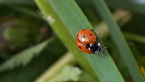 Ladybug-or-ladybird-beetle-walks-along-a-blade-of-green-grass-and-flies-away