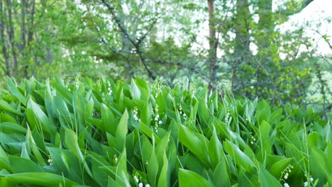 Field-of-Convallaria-Majalis,-Lily-Of-The-Valley