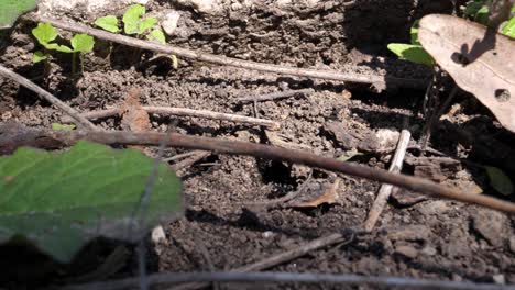 Ants-Crawling-in-Dirt-Near-Ant-Hill---Macro-CU-Ontario-Canada