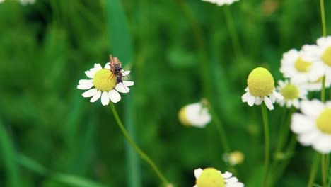 Two-orange-beetles-mate-on-chamomile-flowers-on-a-hot-summer-day