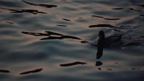 Duck-Swimming-Alone-In-The-Lake-At-Sunset-Time