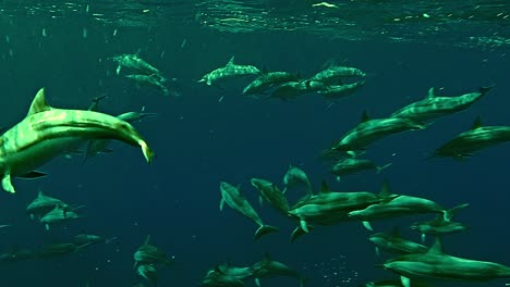 Grupo-De-Delfines-Giradores-Nadando-Juntos-En-Las-Aguas-Cristalinas-Del-Océano-Azul