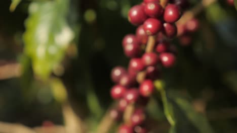 Eine-Nahaufnahme-Von-Roten-Kaffeebohnen-Und-Beerenpflanzen-Auf-Einer-Plantage-In-Kolumbien,-Wo-Die-Bohnen-Bereit-Sind,-In-Einer-Traditionellen-Kaffeedorffarm-In-Sierra-Nevada-Kolumbien-Geerntet-Zu-Werden