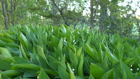 Lily-of-the-valley-flowers-forest-meadow