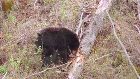 black-bear-cub-pawing-at-log-for-insects-to-eat-at-yellowstone-national-park-in-wyoming