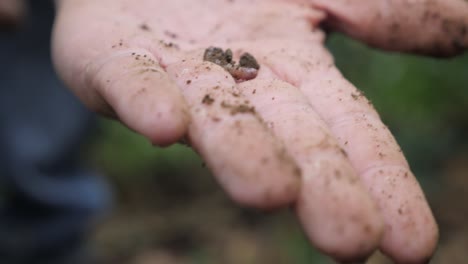 A-farmer-shows-a-worm-from-the-ground-that-is-good-for-his-plantation-of-coffee-beans-his-hand-is-dirty-and-full-of-sand-in-farmlands-of-Colombia-slowmotion