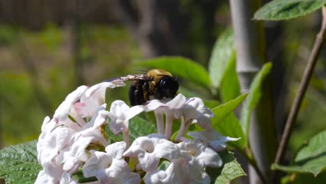 Dead-Pollen-Covered-Bumblebee-on-White-Fragrant-Viburnum-Flower---Ontario-Canada