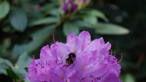 Bumble-bee-flying-around-rhododendron-flower