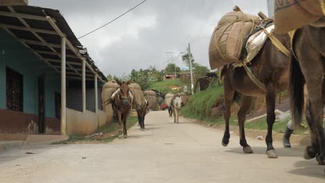 Livestock-group-of-donkeys-and-horses-for-transportation-heavy-bags-of-coffee-beans-walking-in-line-on-dirt-road-towards-traditional-plantage-village-of-Colombia-Latin-America-mountains-slowmotion