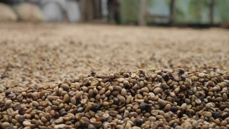Shot-of-a-coffee-plantation-in-Colombia-where-raw-coffee-beans-are-sorted-cleaned-drilled-and-treated-roasted-prepared-artisanal-process-in-traditional-village-farmland-of-Colombia-Sierra-Nevada