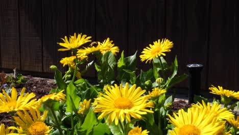 Large-Bumblebee-on-Yellow-Leopard's-Bane-Daisies-in-Garden---Ontario-Canada