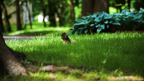 Eichhörnchen,-Das-Nüsse-Im-Park-Isst