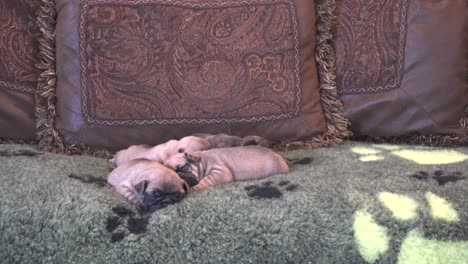 Reinrassige-Französische-Bulldoggenwelpen,-Die-Zusammen-Auf-Einer-Couch-Schlafen