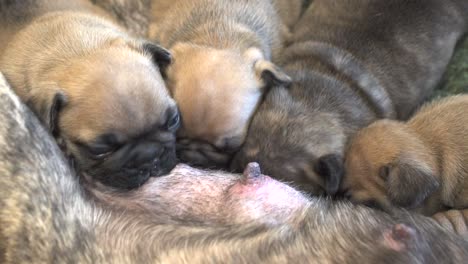 New-born-purebred-French-Bulldog-puppies-sucking-milk-from-their-mother