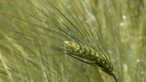 Green-grass-stalk-wet-with-dew-drops,-close-up,-bokeh