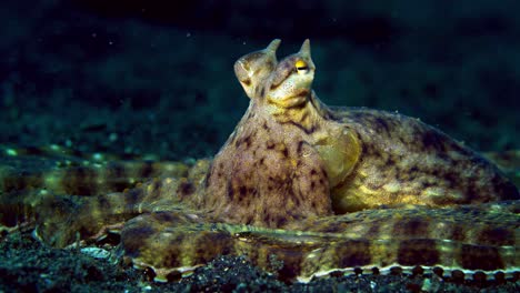 Wunderpus-Octopus-Lembeh-Indonesien-4k-25fps