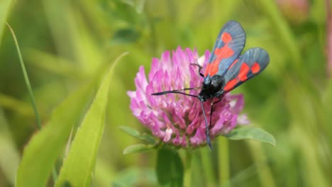 Six-Spot-Burnet-Moth-Sitting-on-a-Purple-Blooming-Clover-Feeding,-Close-Up