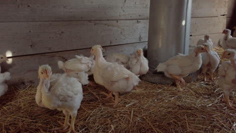 Young-Chicken-Resting-And-Feeding-Inside-The-Poultry-House-With-Straw-Bedding---Medium-Panning-Shot