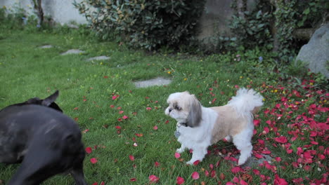 Beautiful-black-french-bulldog-playing-with-a-white---brown-Shih-Tzu-on-the-grass