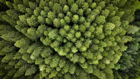 Top-down-aerial-view-of-forest---4k