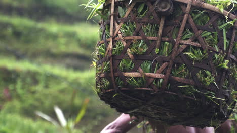 Bali-Rice-Field-Farmer-Carrying-Basket-Of-Harvested-Crop