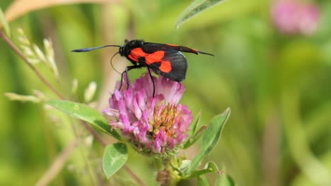 Six-Spot-Burnet-Moth-Sitting-on-a-Purple-Blooming-Clover,-Close-Up