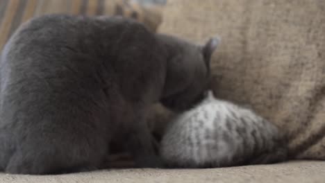 Scottish-Fold-kitten-plays-with-a-gray-pussy
