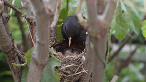 Close-up-of-protective-blackbird-mom-covering-chicks-on-nest,-day
