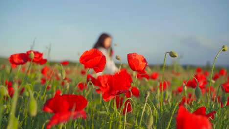 Caucasian-woman-holding-and-smelling-red-poppy-bouquet-walks-in-field-of-flowers-in-background,-handheld-shallow-focus