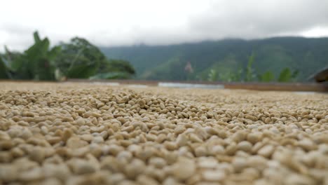 Aufnahme-Einer-Kaffeeplantage-In-Kolumbien,-Wo-Kaffeebohnen-Sortiert,-Gereinigt,-Gebohrt-Und-Behandelt-Werden,-In-Der-Sonne-Getrocknet-Und-In-Einem-Traditionellen-Dörflichen-Ackerland-In-Kolumbien-Sierra-Nevada-Verarbeitet-Werden