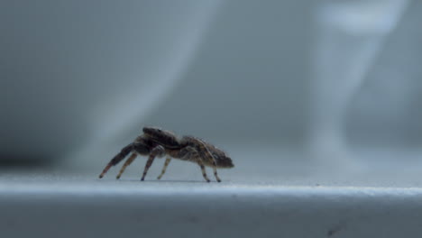 small-spider-crawling-on-white-windowsill-and-looking-up--close