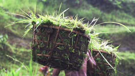 Agricultural-Rice-Field-Farmer-Carrying-Basket-In-A-Harvested-Crop